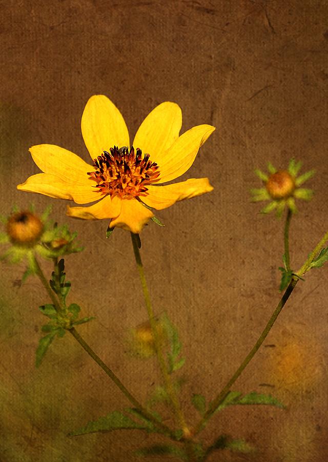Autumn Yellow Wild Flower Photograph by Ester McGuire