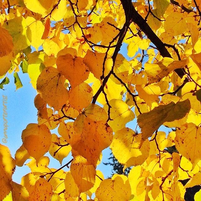 Tree Photograph - Autumn Yellows by Anna Porter