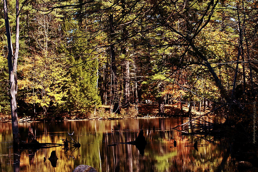 Autumn Zen Photograph By Catherine Melvin - Fine Art America