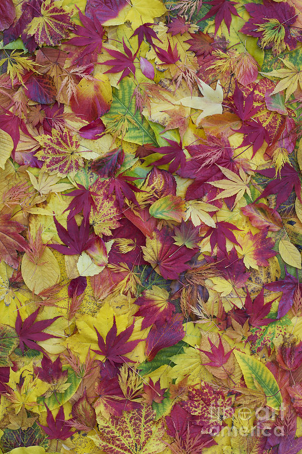 Pattern Photograph - Autumnal Acer Leaves by Tim Gainey