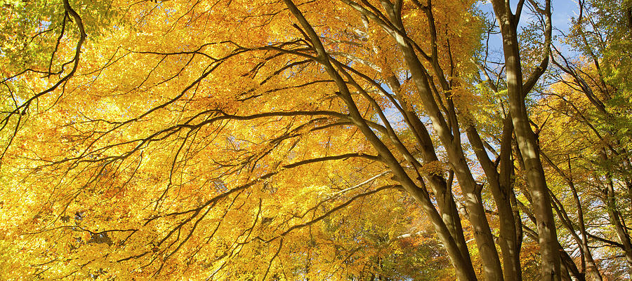 Autumnal Beech Trees, Hampshire, Uk Photograph by Travelpix Ltd