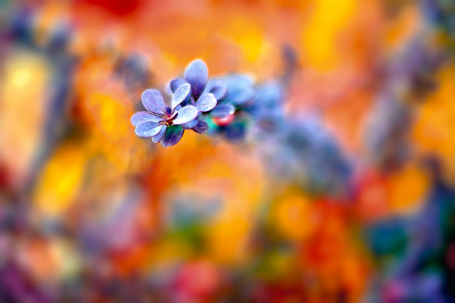 Autumnal Berberis Photograph