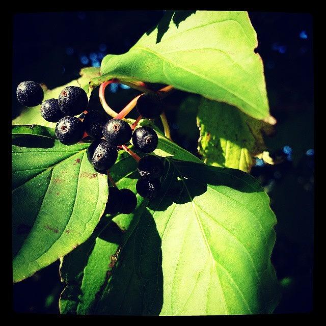 Nature Photograph - Autumnal Berries!
#autumn #season by Robert Campbell
