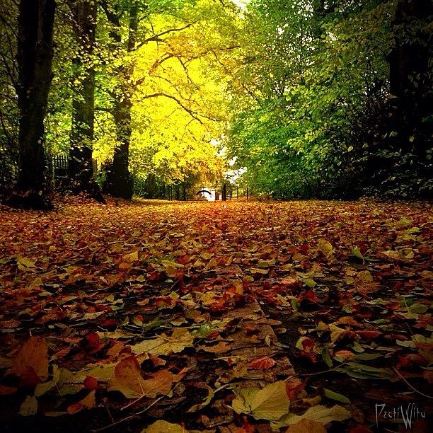 Autumnal Carpet 🍁🍃🍂🍁🍃 Photograph by Deb Maciver