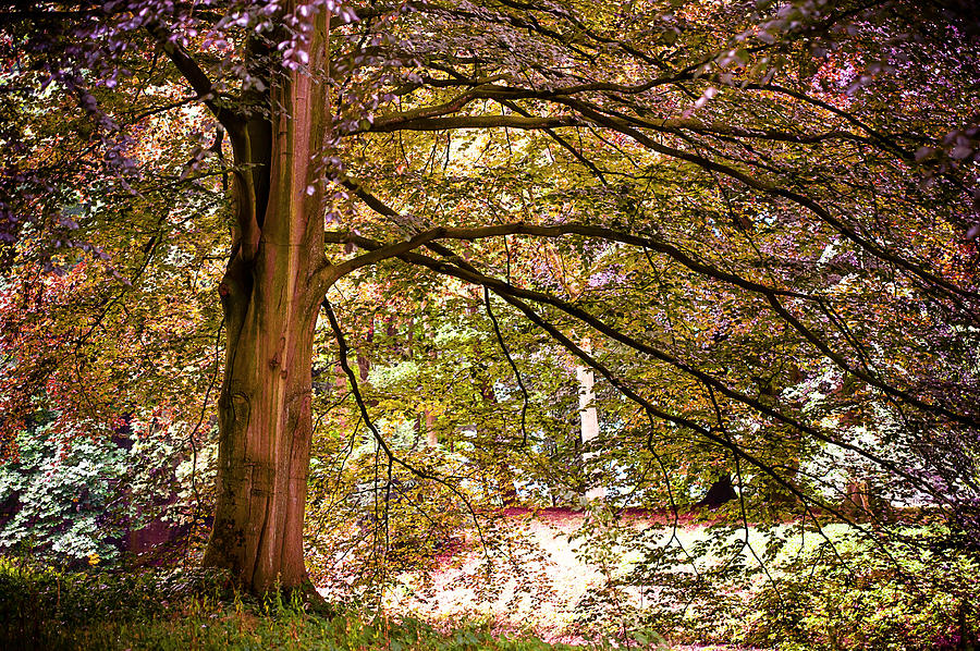 Autumnal Colors In The Summer Time. De Haar Castle Park Photograph