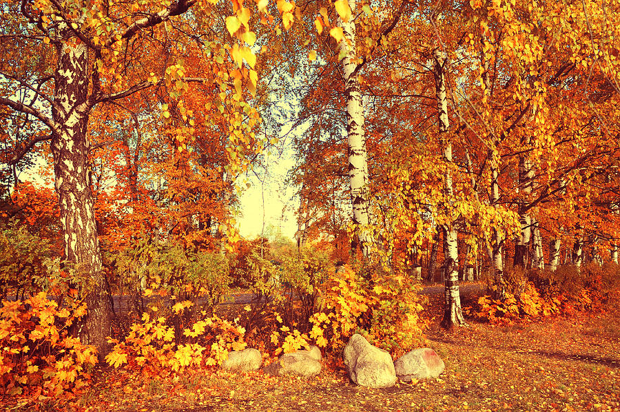 Autumnal Display Photograph by Jenny Rainbow