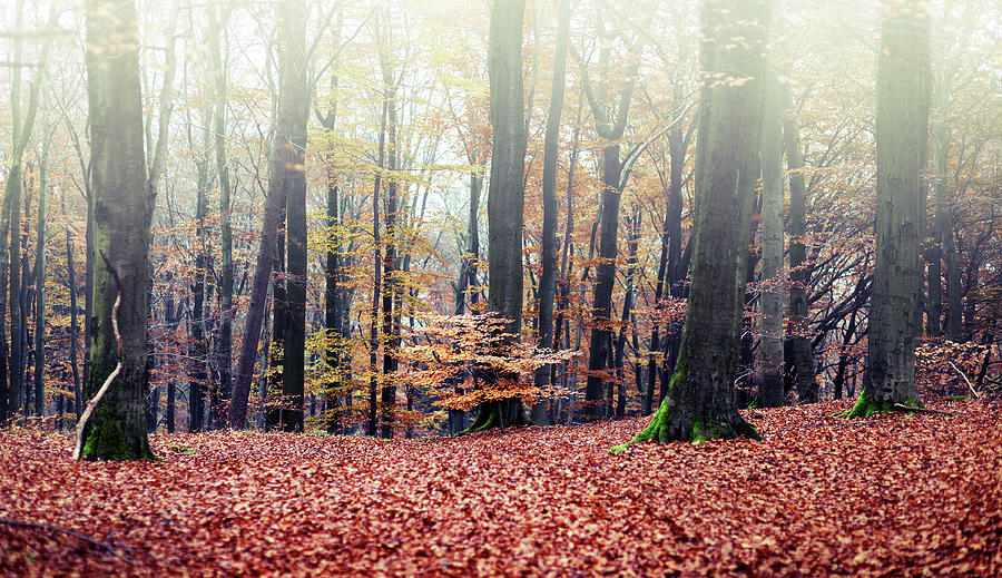 Autumnal Forest Photograph by Ollo