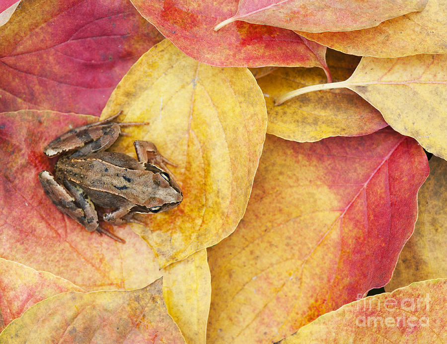 Frog Photograph - Autumnal Frog by Tim Gainey