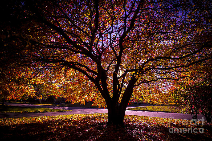 Fall Photograph - Autumnal Glow by Kim Kruger