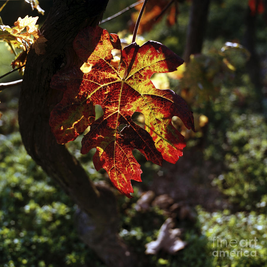 Autumnal Grapevine Photograph by Riccardo Mottola