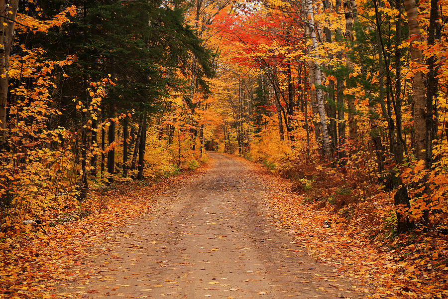 Autumnal Harmony Photograph by Rachel Cohen - Fine Art America