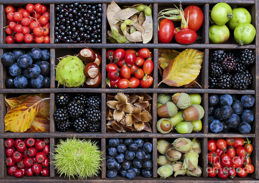 Fruit Photograph - Autumnal Harvest by Tim Gainey