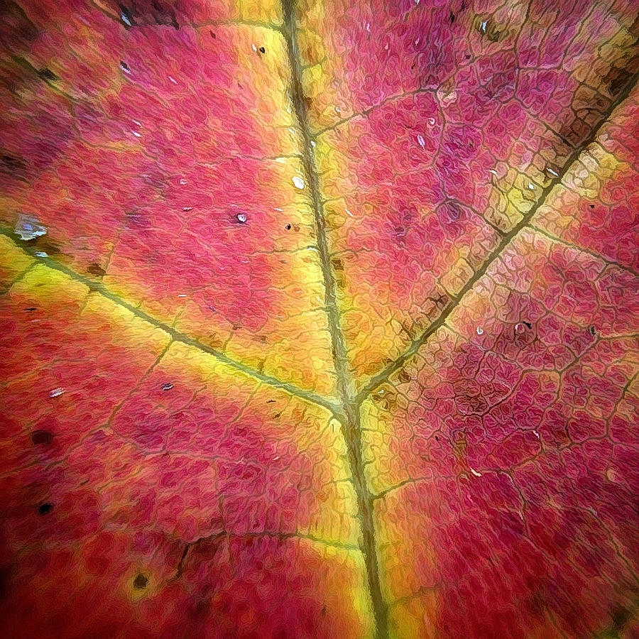 Autumnal Intricacy Photograph by Natasha Marco
