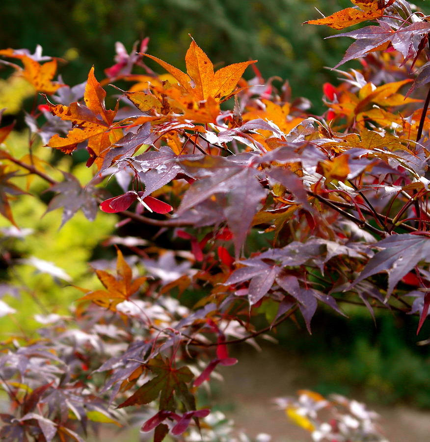 Autumnal Japanese Maple Photograph by Michele Myers