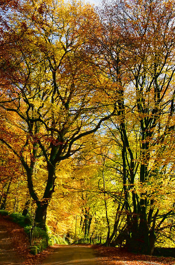 Autumnal lane Dulverton Photograph by Pete Hemington