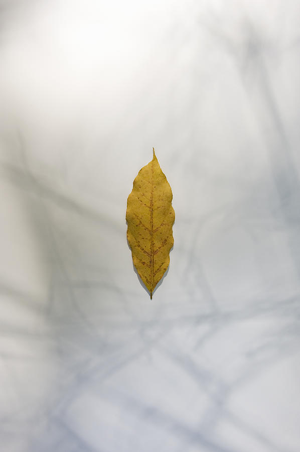 Autumnal Leaf Photograph by Wataru Yanagida