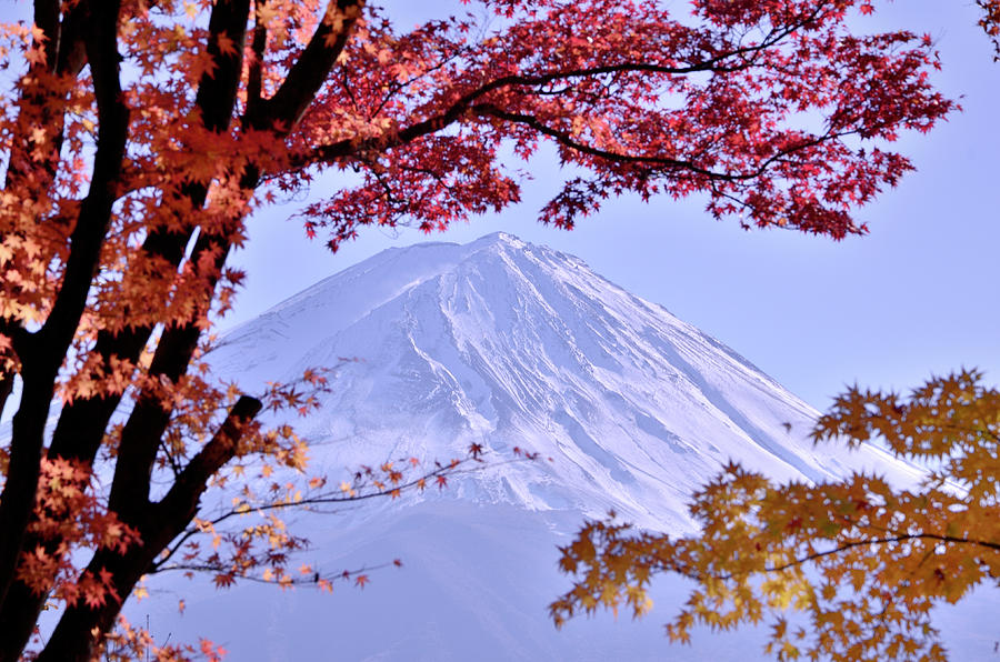 Autumnal Leaves And Mt. Fuji At Photograph by Anianitaro