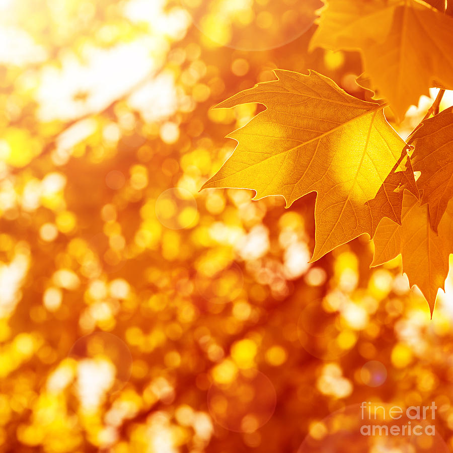 Abstract Photograph - Autumnal leaves background by Anna Om