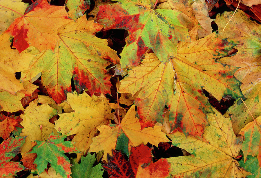 Autumnal Leaves On Forest Floor Photograph by James Stevenson/science Photo Library