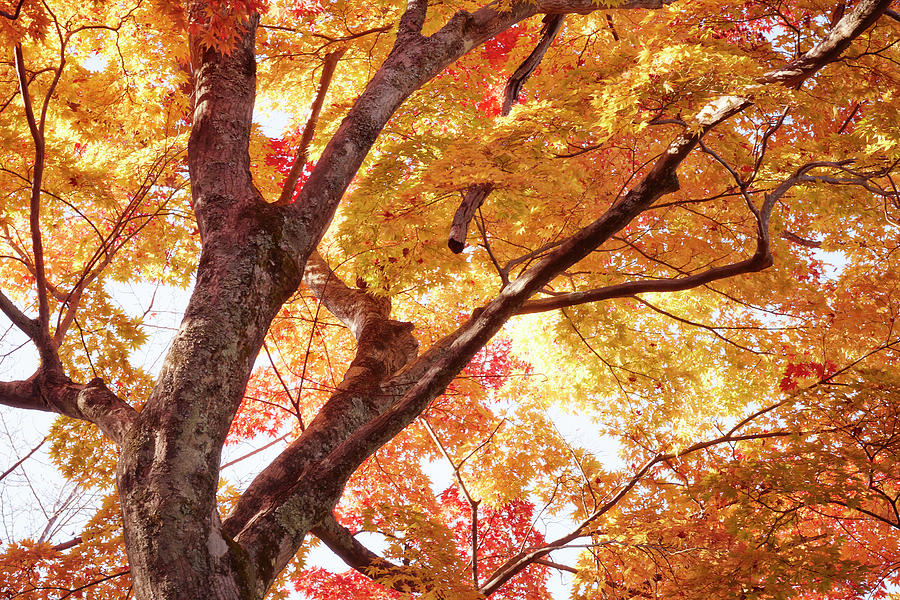 Autumnal Leaves.color Photograph by Kaneko Ryo