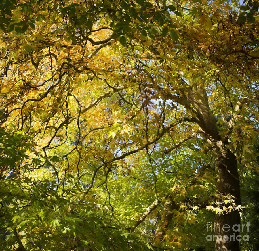 Autumnal Oriental Plane Tree Photograph by Tim Gainey