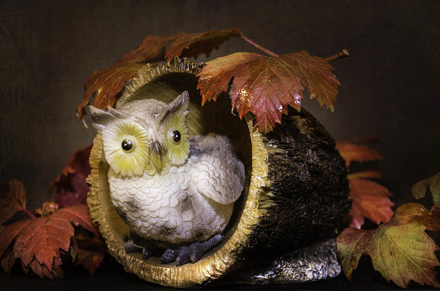 Autumnal Owl  Photograph by Martina Fagan