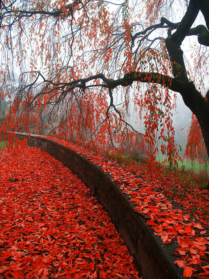 Autumnal Red Digital Art by Bruce Rolff
