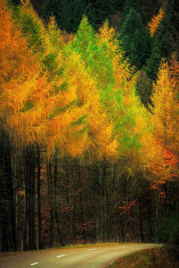 Autumnal Road Photograph by Maciej Markiewicz