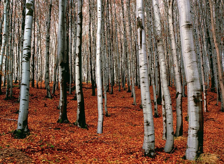 Autumnal Scene In Silver Birch Forest Photograph by Simon Fraser/science Photo Library