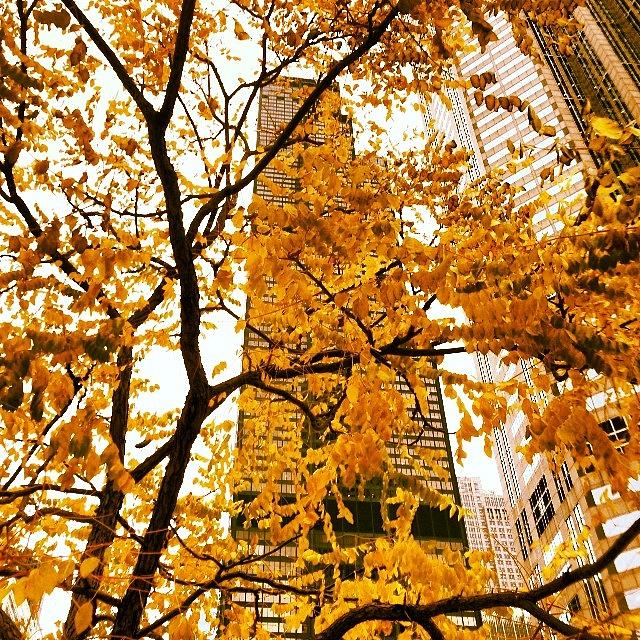 Chicago Photograph - Autumnal Sears Tower #chicago by Holly B