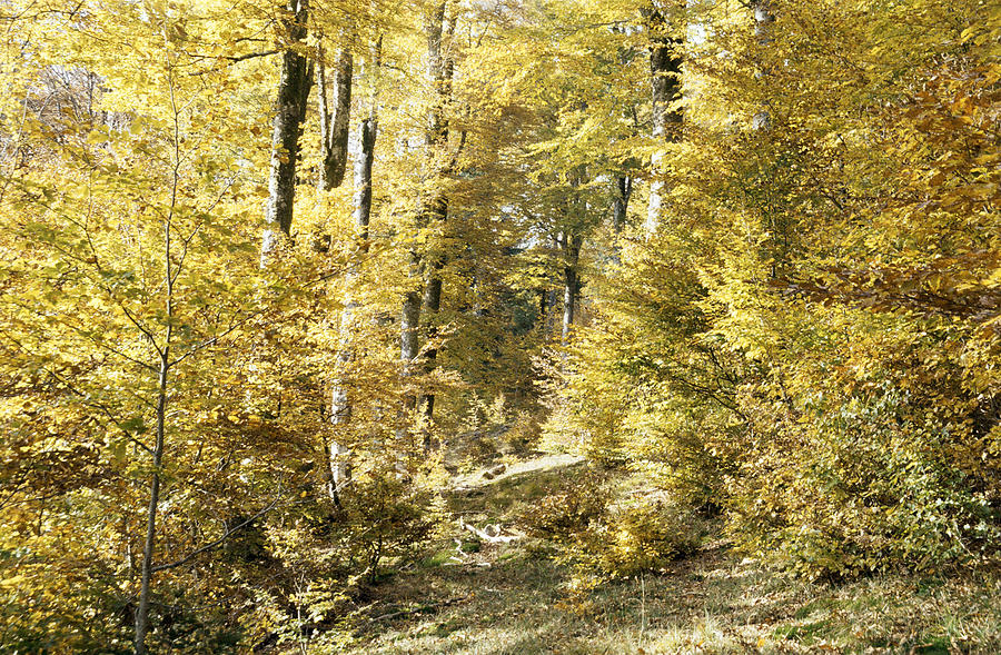 Nature Photograph - Autumnal sunny underwood by Patrick Kessler
