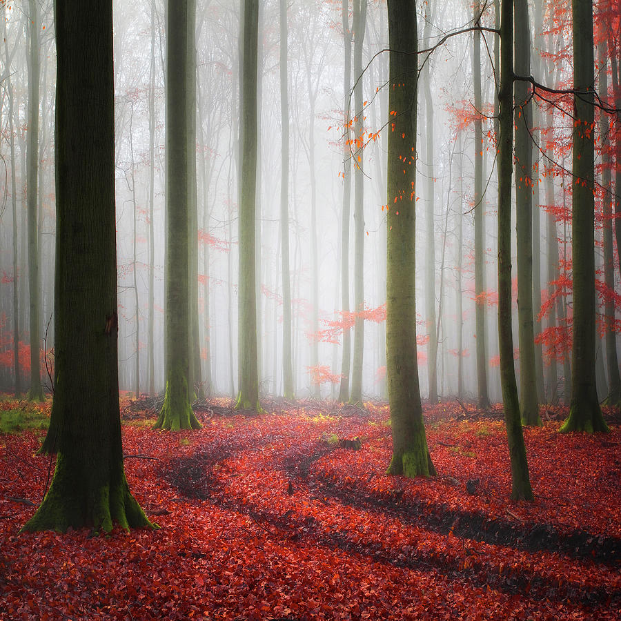 Fall Photograph - Autumnal Tracks by Carsten Meyerdierks