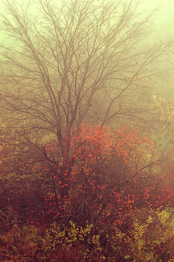 Autumnal Trees in Fog Photograph by Jenny Rainbow
