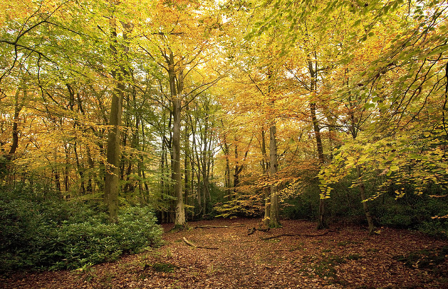 Autumnal Woodland I Photograph by Natalie Kinnear