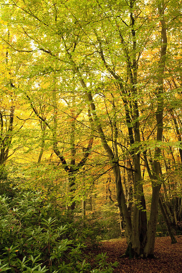 Tree Photograph - Autumnal Woodland III by Natalie Kinnear