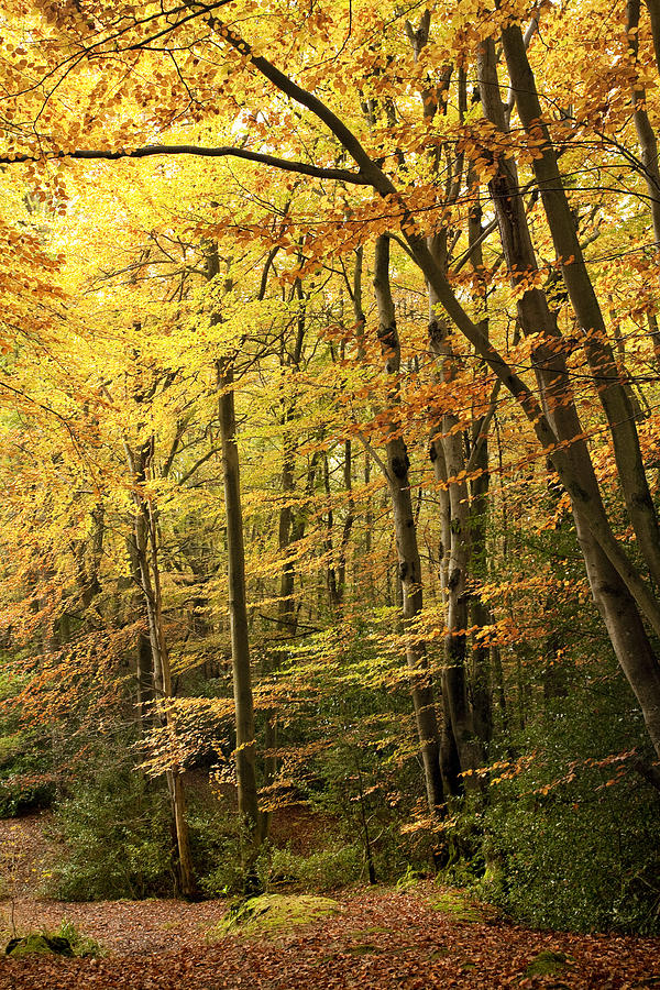 Tree Photograph - Autumnal Woodland IV by Natalie Kinnear