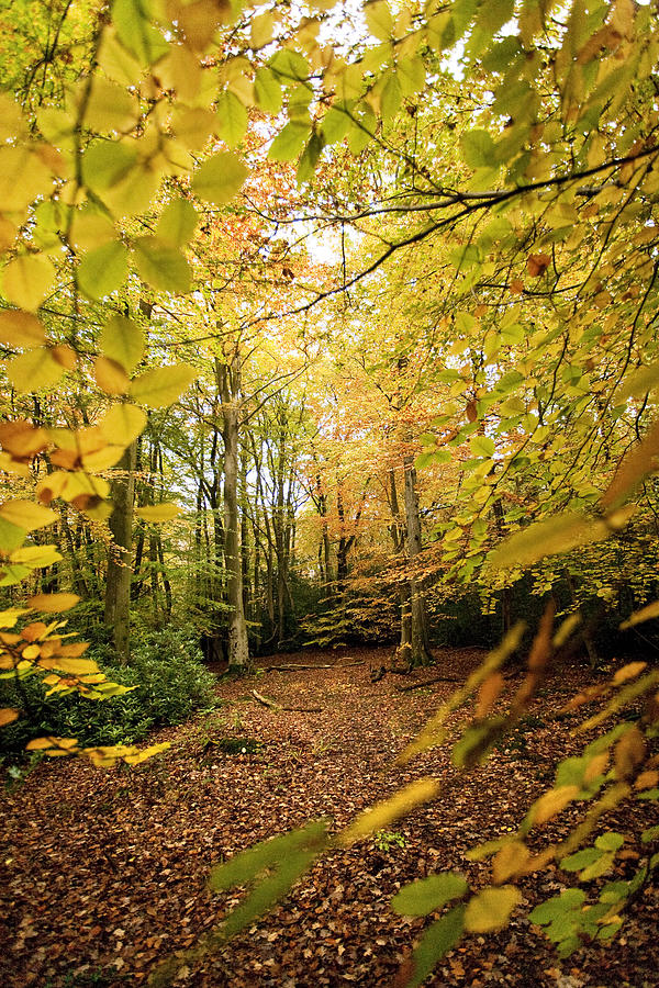 Tree Photograph - Autumnal Woodland V by Natalie Kinnear