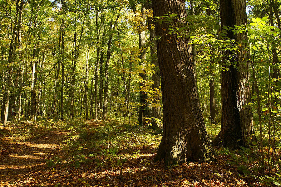 Autumnal Woods Photograph by Leda Robertson