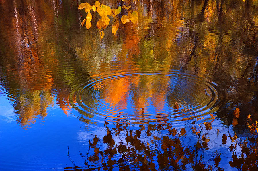 Tree Photograph - Autumnal Zen by Jenny Rainbow
