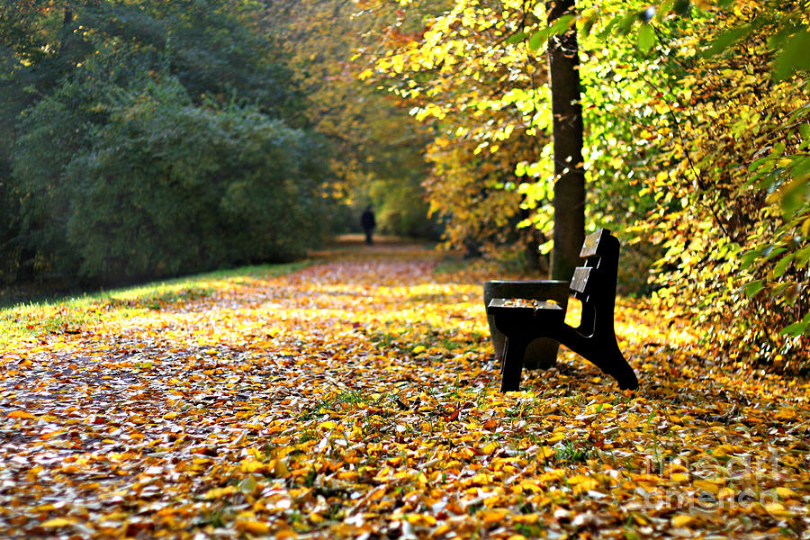 Fall Photograph - Autumnbench by Ste Flei
