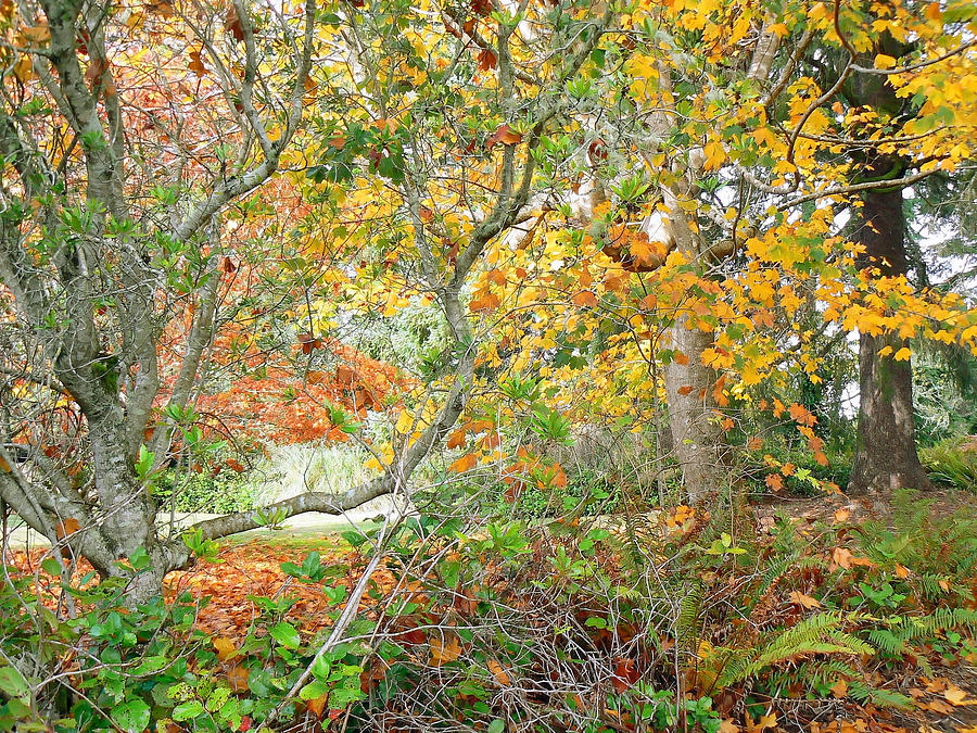 Autumns Backyard Bounty Photograph by Pamela Patch