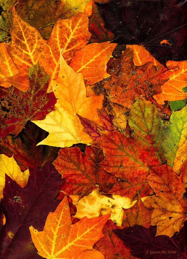 Autumn's Blanket Photograph by Jo-Anne Gazo-McKim - Fine Art America