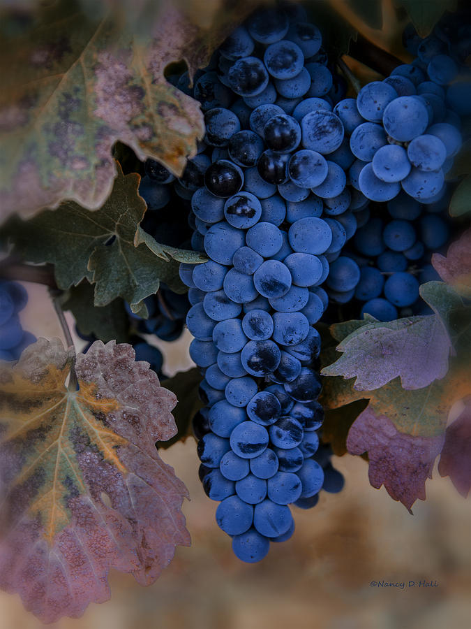 Grape Photograph - Autumns Bounty by Nancy D Hall
