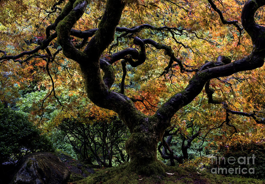 Autumns Canopy Photograph by Michael Dawson