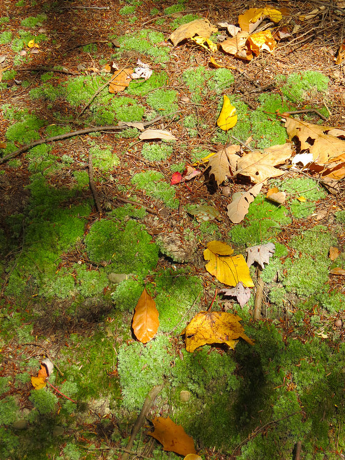Autumns Carpet Photograph by Azthet Photography