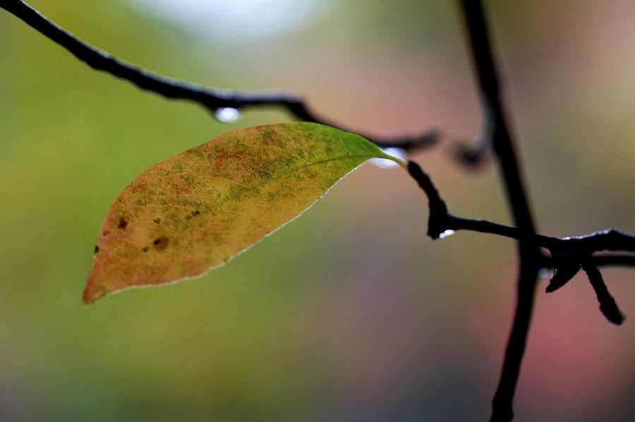 Autumns Colors Photograph by Steve Gravano