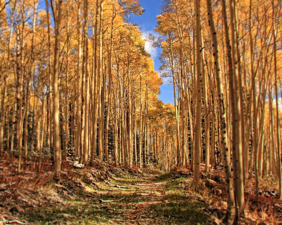 Autumn's Embrace by Gene Praag Autumn's Embrace by Gene Praag