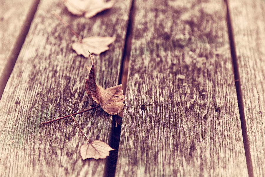 Autumns Fall Photograph by Karol Livote