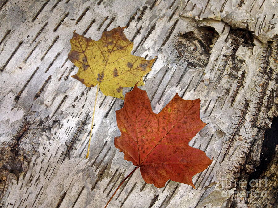Autumns Fallen Canvas Photograph by Andrea Kollo
