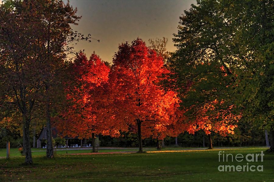 Autumns Fiery Maples Photograph by Jim Lepard